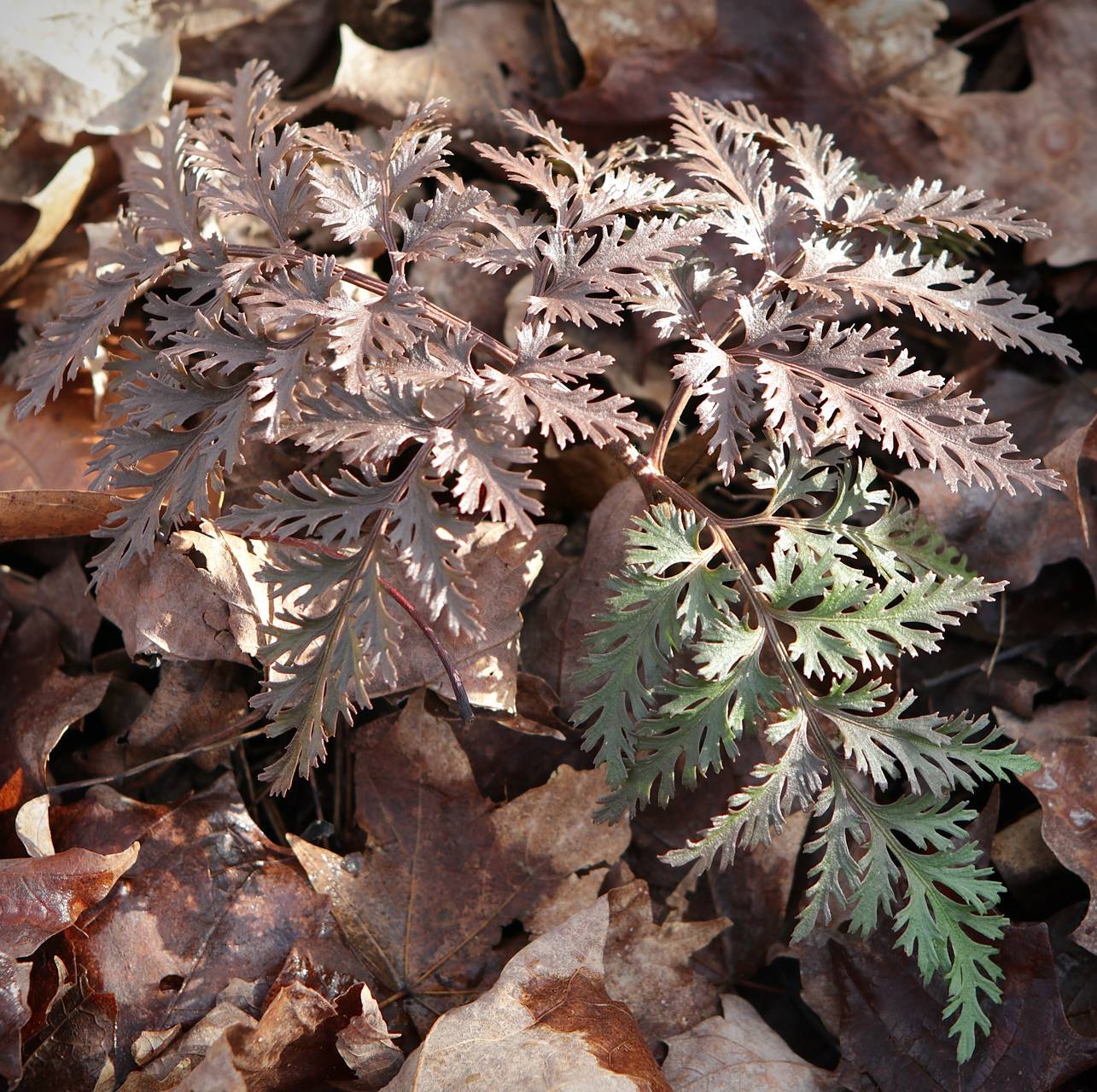 Photo of Cutleaf Grapefern